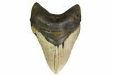 Huge, Fossil Megalodon Tooth - North Carolina #146782-1